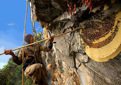 Honey Hunting